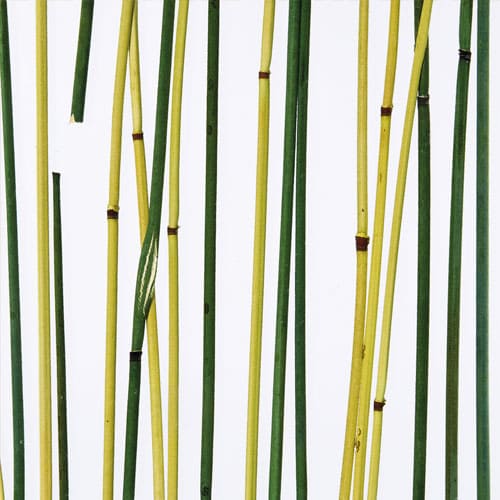 designpanel-de-invision-nature-muster-bamboo-green-yellow